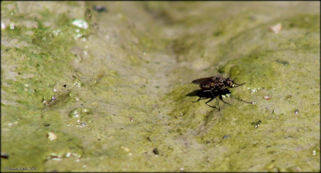 Lispe sp. (Muscidae)